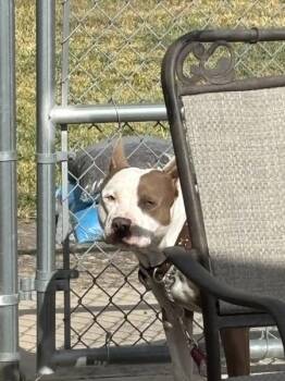 Iggy -  Pit Bull Terrier Dog for Adoption in Austin, Texas - Iggy | PetCurious