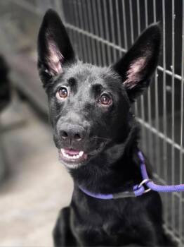 Poison Ivy -  German Shepherd Dog Dog for Adoption in Chesterfield, Missouri - Poison Ivy | PetCurious