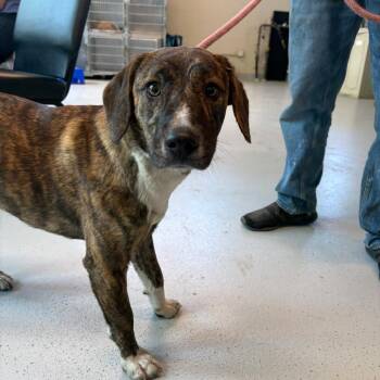 Mixed Breed Dogs Available for Adoption in Huntington, West Virginia - Izzy Stray Hold 5/9 | PetCurious