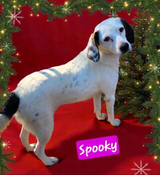 Rescue Jack Russell Terrier and Beagle Dogs for Adoption in Wheelersburg, Ohio - Spooky | PetCurious