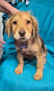 Miss Chestnut -  Collie and Shepherd Dog for Adoption in Hillside, Illinois - Miss Chestnut | PetCurious