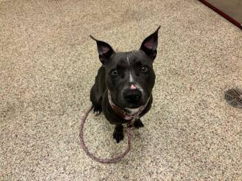 MIRKO -  Pit Bull Terrier and Mixed Breed Dog for Adoption in Colorado Springs, Colorado - MIRKO | PetCurious