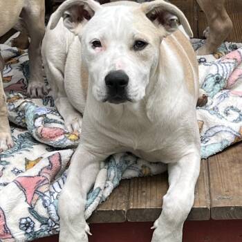 Rescue Pit Bull Terrier Dogs for Adoption in Portland, Maine - Teresa (Reduced Fee Until 12/15) | PetCurious