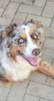 Loki -  Australian Shepherd Dog for Adoption in Tonawanda, New York - Loki | PetCurious