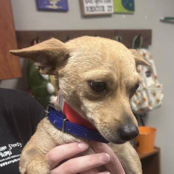 Loca -  Chihuahua Dog for Adoption in Yuma, Arizona - Loca | PetCurious