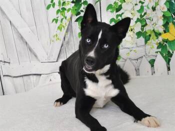 BLUE SHADOW -  Australian Cattle Dog Blue Heeler and Siberian Husky Dog for Adoption in Oroville, California - BLUE SHADOW | PetCurious