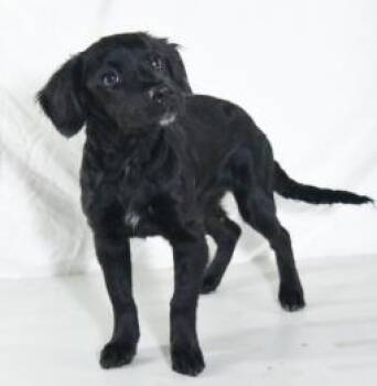 Ashley -  Flat Coated Retriever and Mixed Breed Dog for Adoption in Kansas City, Missouri - Ashley | PetCurious