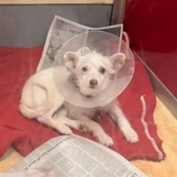 ANGELINA -  Terrier and Mixed Breed Dog for Adoption in Richmond, California - ANGELINA | PetCurious