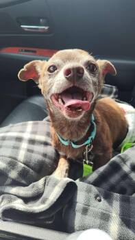 Gill -  Chihuahua Dog for Adoption in New London, Wisconsin - Gill | PetCurious