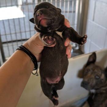 Bruce -  Plott Hound and Mixed Breed Dog for Adoption in Buchanan Dam, Texas - Bruce | PetCurious