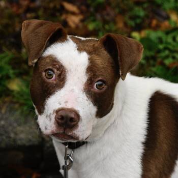 Rescue Mixed Breed and Pit Bull Terrier Dogs for Adoption in Beacon, New York - Porky | PetCurious
