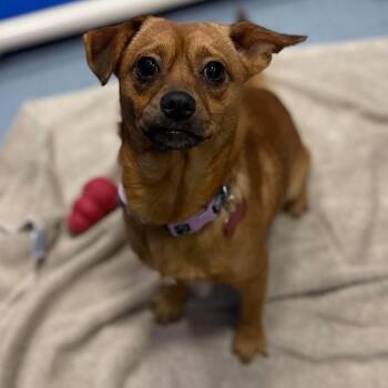 Turkey -  Chihuahua and Mixed Breed Dog for Adoption in Tacoma, Washington - Turkey | PetCurious