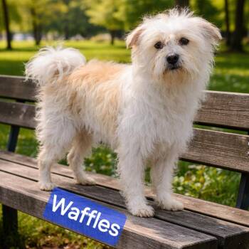 Miniature Schnauzer and Shih Tzu Dogs Available for Adoption in Wheelersburg, Ohio - Waffles | PetCurious