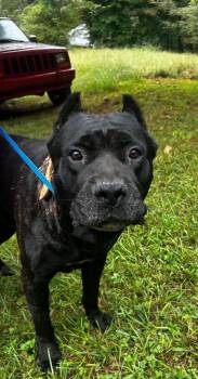 Zeus -  Cane Corso Dog for Adoption in Douglasville, Georgia - Zeus | PetCurious
