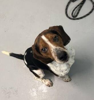 Beagle Dogs Available for Adoption - PJ (6939) | PetCurious