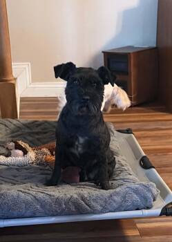 Cole -  Miniature Schnauzer Dog for Adoption in Salamanca, New York - Cole | PetCurious