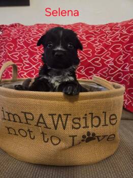 Black Labrador Retriever and Border Collie Dogs Available for Adoption - Selena | PetCurious