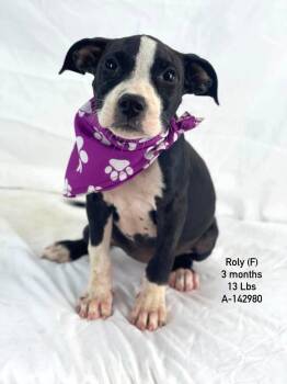 Roly the terrier mix puppy -  American Staffordshire Terrier and Boxer Dog for Adoption in Muskego, Wisconsin - Roly The Terrier Mix Puppy | PetCurious