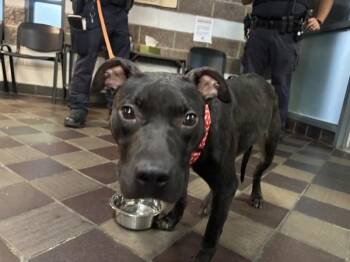 Ms.Fergalicious -  Mixed Breed Dog for Adoption in New York, New York - Ms.Fergalicious | PetCurious