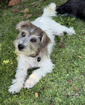 Rescue Shih Tzu Dogs for Adoption in Torrance, California - Norman | PetCurious