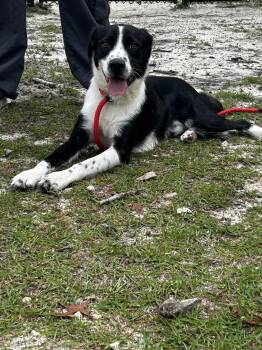 Rescue Pointer Dogs for Adoption in Hope Mills, North Carolina - Scout | PetCurious
