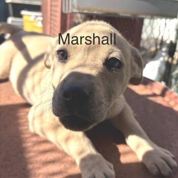 Labrador Retriever and English Bulldog Dogs Available for Adoption - Marshall | PetCurious