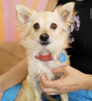 Papillon Dogs Available for Adoption in Pasadena, California - Hubble | PetCurious