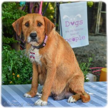 Labrador Retriever and Terrier Dogs Available for Adoption in Wake Forest, North Carolina - Caramello | PetCurious
