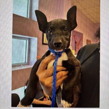 Pixie -  Shepherd and Mixed Breed Dog for Adoption in Tacoma, Washington - Pixie | PetCurious