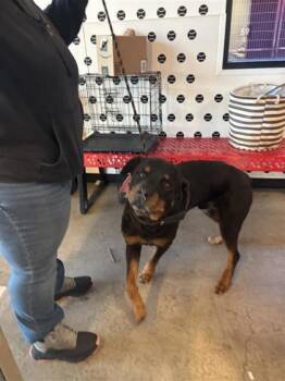 Rescue Mixed Breed Dogs for Adoption in West Chester, Pennsylvania - Cruise | PetCurious