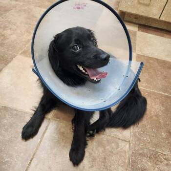 Cash Bear -  Border Collie and Mixed Breed Dog for Adoption in New Orleans, Louisiana - Cash Bear | PetCurious