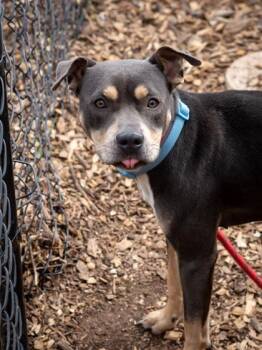 Mixed Breed Dogs Available for Adoption in Chamblee, Georgia - Clarabella Bella | PetCurious
