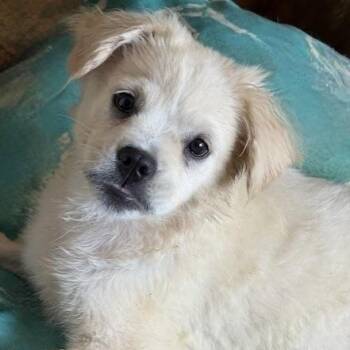 Rescue Terrier and Chihuahua Dogs for Adoption in Houston, Texas - MUFFIN | PetCurious