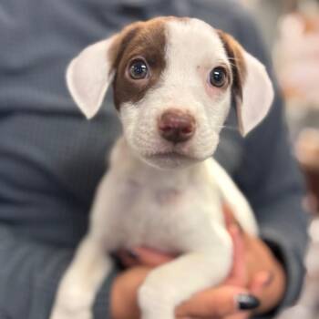 Eleanor -  Mixed Breed Dog for Adoption in Springboro, Ohio - Eleanor | PetCurious