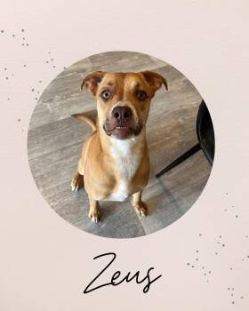 Rescue Terrier and Pit Bull Terrier Dogs for Adoption in Coquitlam, British Columbia - ZEUS | PetCurious