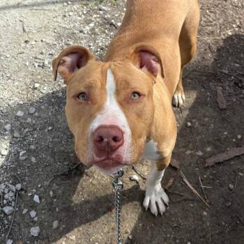 Pit Bull Terrier Dogs Available for Adoption in Columbia, Missouri - Meatball | PetCurious