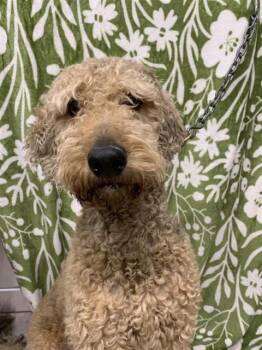 TURBO -  Airedale Terrier and Poodle Dog for Adoption in Fairbanks, Alaska - TURBO | PetCurious