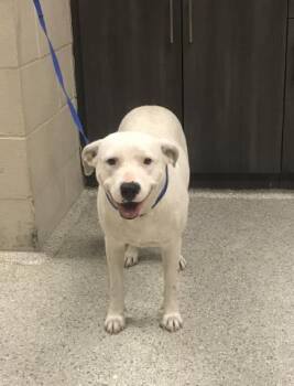 Pit Bull Terrier and Mixed Breed Dogs Available for Adoption in Conroe, Texas - MATCHA | PetCurious