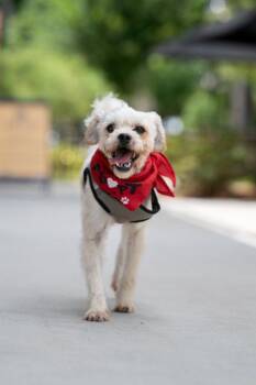 Marco -  Lhasa Apso and Chihuahua Dog for Adoption in Auburn, Georgia - Marco | PetCurious