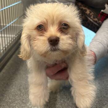 Terrier Dogs Available for Adoption in Oak Brook, Illinois - Ozzy Pawwsborne | PetCurious