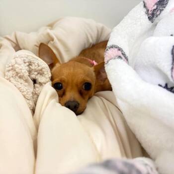 Ferah -  Chihuahua Dog for Adoption in Tampa, Florida - Ferah | PetCurious