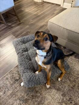 American Bulldog Dogs Available for Adoption in Lakeland, Florida - Reid - Fallon | PetCurious