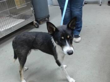 AXEL -  Border Collie and Mixed Breed Dog for Adoption in Salinas, California - AXEL | PetCurious
