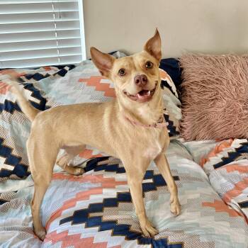 Lizotte SL13110-T - 25 pounds of fun loving playfulness -  Basenji and Carolina Dog Dog for Adoption in Missouri City, Texas - Lizotte SL13110-T - 25 Pounds Of Fun Loving Playfulness | PetCurious