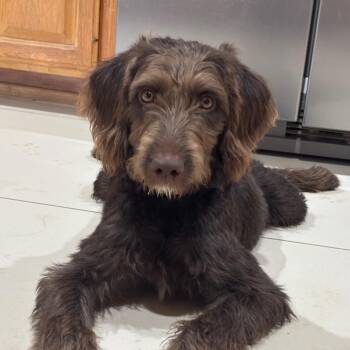 Clover -  Poodle and Mixed Breed Dog for Adoption in Dover, Arkansas - Clover | PetCurious
