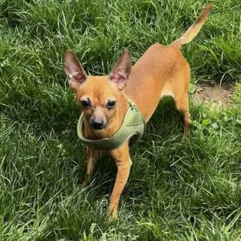 Chihuahua Dogs Available for Adoption in Brockport, New York - Milton | PetCurious