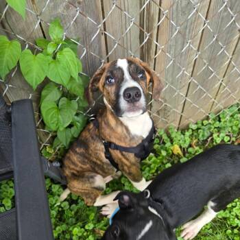 River 2 -  Hound and Mixed Breed Dog for Adoption in Rochester, Minnesota - River 2 | PetCurious