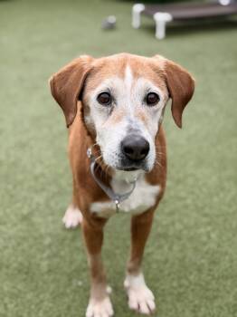 Hound Dogs Available for Adoption in Mt. Juliet, Tennessee - June-bug | PetCurious