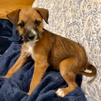 Dean -  Terrier and Mixed Breed Dog for Adoption in Bellingham, Washington - Dean | PetCurious