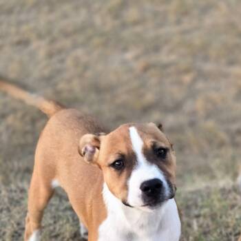 Kat -  Pit Bull Terrier Dog for Adoption in Sheridan, Arkansas - Kat | PetCurious